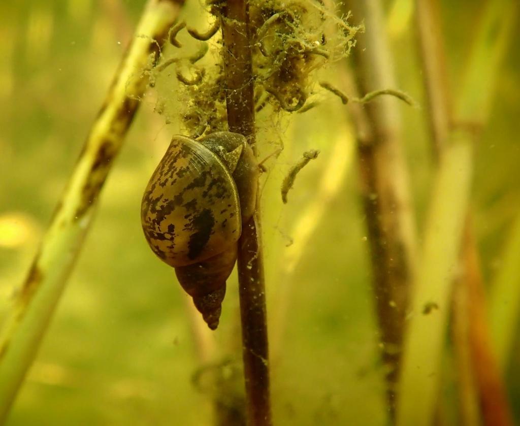 Kuudes sukupuuttoaalto - WWF Living Planet 2018 ja Kansainvälisen luontopaneelin (IPBES) 2019 Yli 40 % merialueista ihmispaineiden vaikutuksessa, joista 66% kumulatiiviset paineet ovat