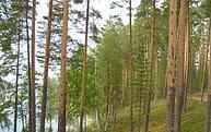 UEF:n biojalostus