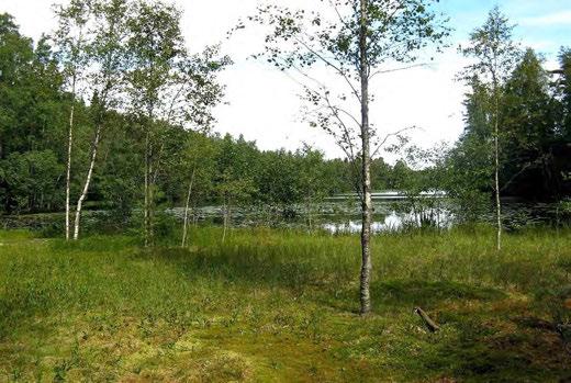 T6 Itä-Taasjärvi ja K8 B Hieamäi. Asemaaavojen luontoselvitys. mm. pullosara, jouhisara, raate, pyöreälehtiihoi ja suopursu. Metsänpuoleisessa orpireunusessa on harmaapajua ja mustiaa.