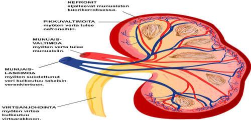 Munuaistoksisuus, AKI akuutti munuaistoiminnan pettäminen + verenvuotoriski 78 v. rouva, jolla GFR 19 ml/min saapuu sairaalaan ruhjeiden takia. Hemoglobiini 95, virtsaneritys on vähäistä.