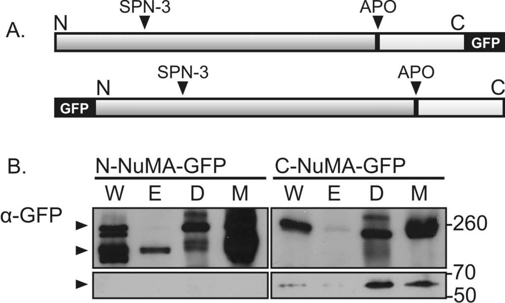 RESULTS (Weaver et al., 1996). The relocalization of the N-terminal apoptotic NuMA suggested that its mobility and/or solubility might have altered due to the cleavage.