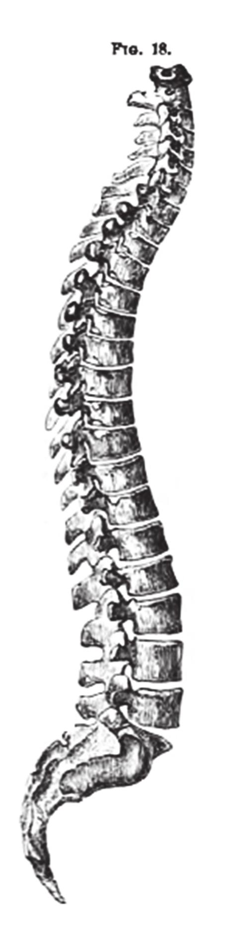 Fig. 1. Human spine.