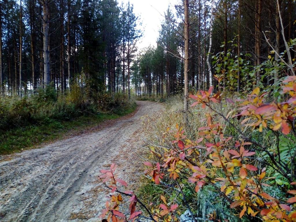 leikkipaikan pohjoispuolelle muinaismuistokohde, vanhat pyyntikuopat. Rauhallisen ja väljän asuinalueen kaikki tontit rajautuvat viheralueeseen. Alueen virkistysreitistöä. 3.