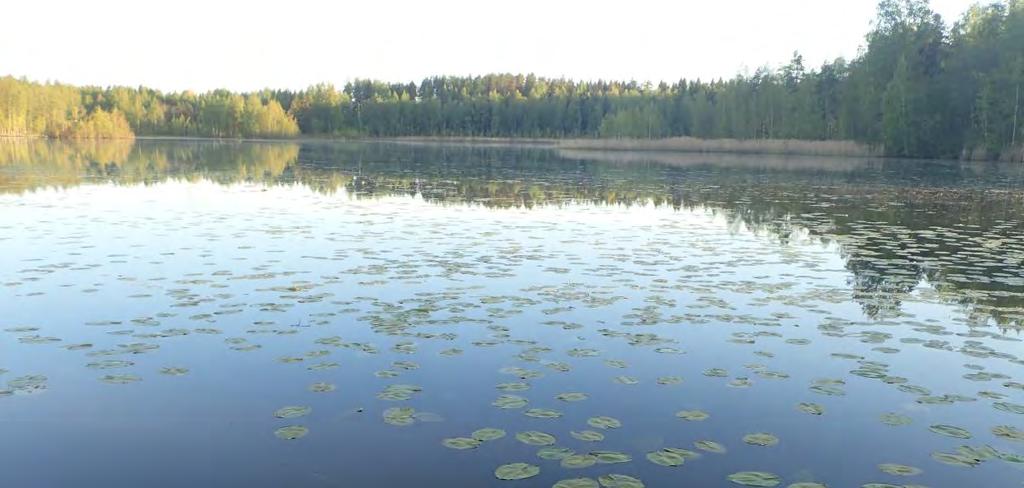 Rantametsissä on useita sirittäjäreviirejä (pohjoispuolella), peukaloinen, viherpeippo sekä runsaasti muuta tavanomaista