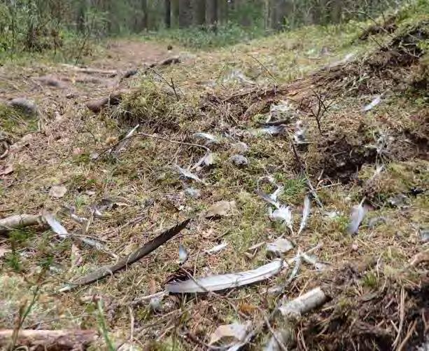 ruokailuympäristöä ja myös potentiaalinen pesimäalue ko. lajille.