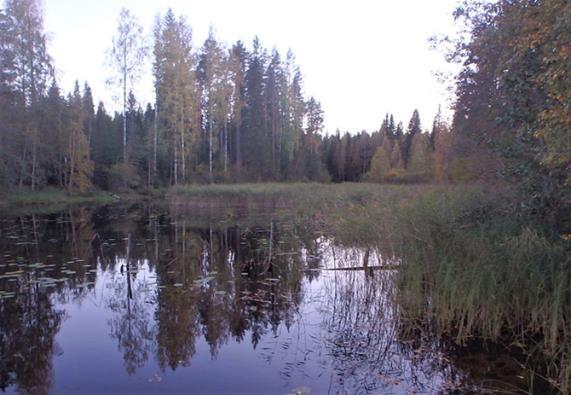 Puusto vaihtuu monilajiseksi sekametsäksi, jossa aluspuuna runsaasti nuorta kuusta.