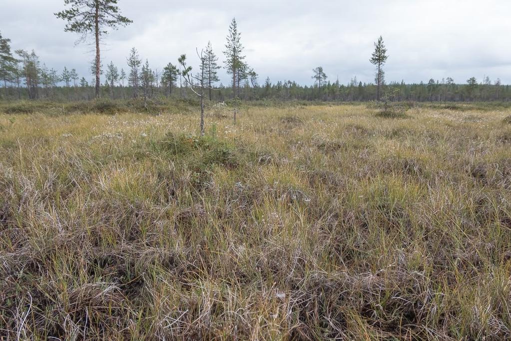 Nilviäisiä kartoitetaan Suomessa hyvin vähän, ja pääasiassa tehtävät kartoitukset ovat keskittyneet lehtoihin, joten soilla ja etenkin letoilla tehtävä kartoitustyö tuo kuitenkin tarvittavaa ja