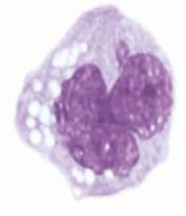 Monosyytit käynnistävät mikrobin tuhoamiseksi suunnatun spesifisen immunologisen reaktion. Monosyytti on läpimitaltaan 15-18 µm.