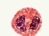 KUVA 1. Granulopoieesi eli myeloisten granulosyyttien kypsyminen (Medical-labs 2015, viitattu 29.3.2018.) Neutrofiilit toimivat veren fagosyytteeinä.