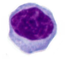 (Heino, Vuento 2010, 309; Sand, Sjaastad, Haug, Bjålie 2011, 323-325). Lymfosyytit voidaan jakaa B- ja T-lymfosyytteihin sekä NK-soluihin (luonnolliset tappajasolut).