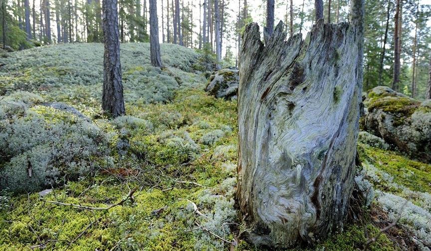 Metsän- ja luonnonhoito ja kohteet Vuosina 2016-18: 60% toteuttanut metsänhoitotöitä, 12% lannoittanut, 17% ojittanut 16% tehnyt luonnonhoitotöitä (esim.