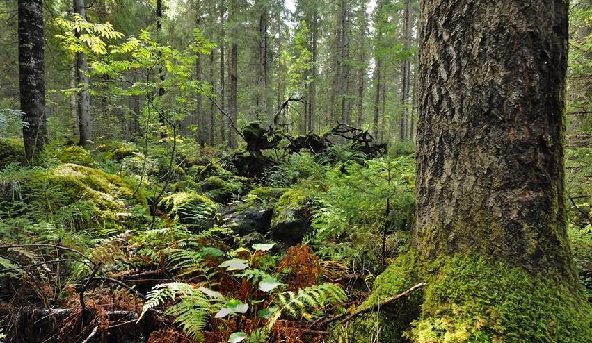 Havaintoja Mallinnuksella metsänomistajat jaettiin kahteen ryhmään Halukkaampia osallistumaan pitempään määräaikaiseen ohjelmaan: Nuoret (alle 40v) Työelämässä Kaupunkilaiset Kesämökki alueella Ei