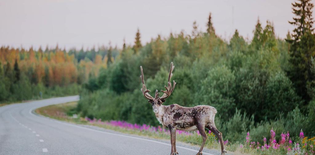 LAPLAND - COMMON REGIONAL CONTENT A distinguished, attractive brand per region towards a common experience and quality guarantee for customers Main contents of the Finland message National Parks