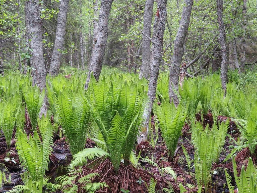 metsänomistajilta ja luontomatkailuyrittäjiltä.