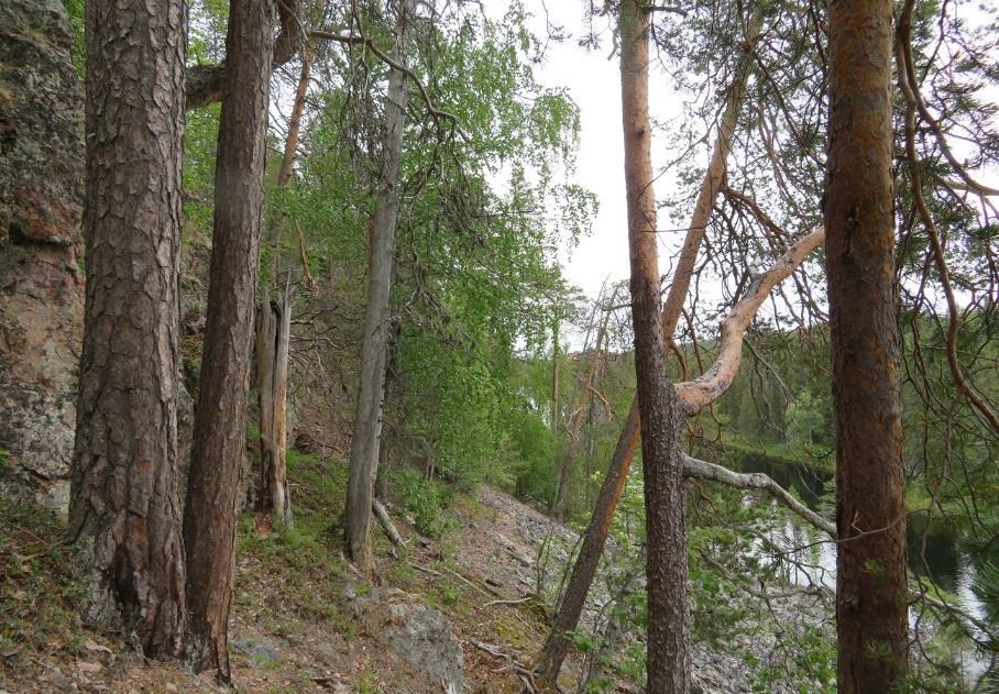 Aikataulu Hankeaika:1.9.2016-31.12.2019 Sopimus luontokohteen käytöstä metsäalueella -sopimusmallin tekeminen syksy 2016 Yhteydet metsänomistajiin 10.
