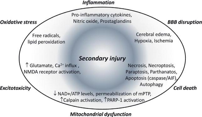 Review of Literature Figure 1. Secondary injury mechanisms after TBI.