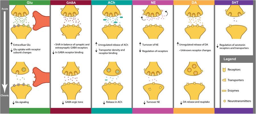 Anna Östberg these neurotransmitter systems in the acute and chronic phases of the disease.
