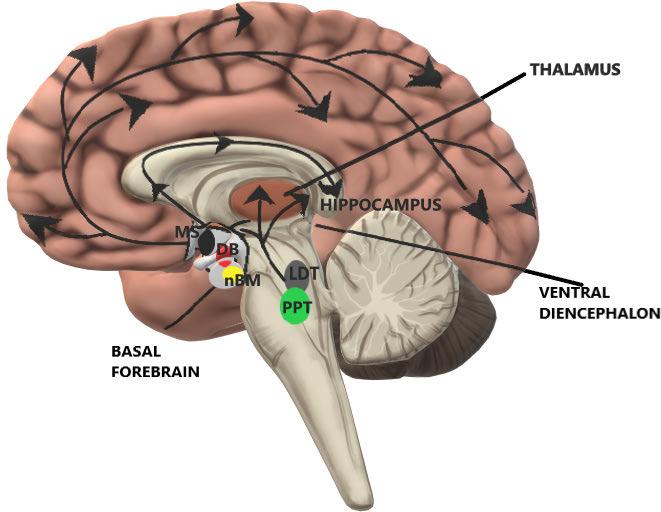 Anna Östberg Figure 3. Major cholinergic projections. Two major centers: the basal forebrain cholinergic system and the brainstem cholinergic system.