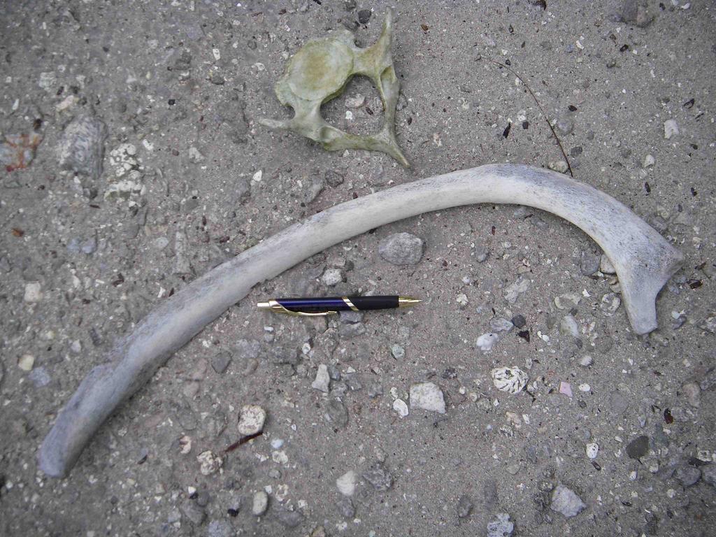 Gilbert Islands from 18 June to 14 July 2009: A) whaling try-pot, a remnant of 19th