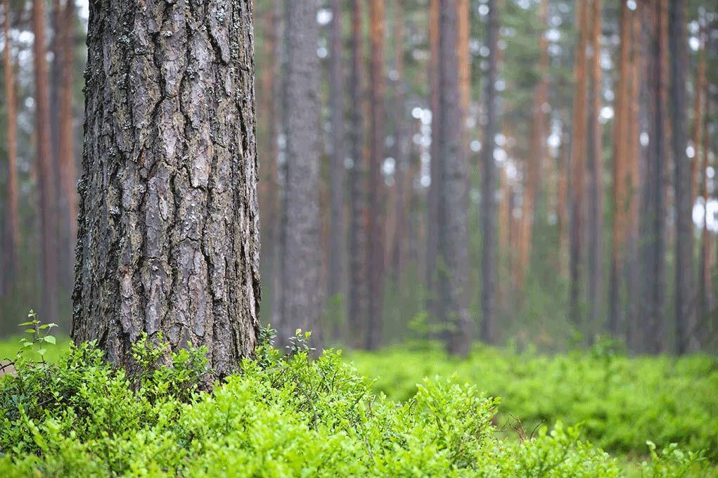 Vesiensuojelu turvemaametsien käsittelyssä -