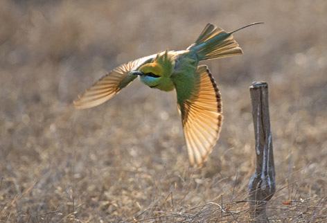 Majoittuminen Bandhav Vilas. Ti 31.3.2020. Bandhavgarh National Park (A, L, P) Bandhavgarhin kansallispuistossa maisemaa luonnehtii karut kalliometsät ja pienet niittyalueet.