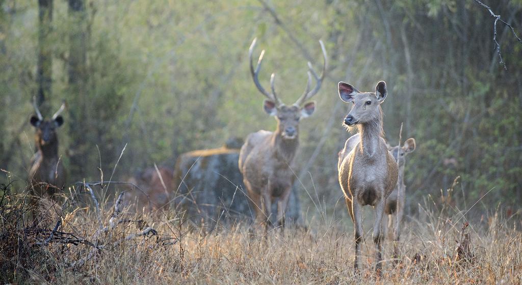 Palaamme safariretken jälkeen lodgelle myöhäiselle aamiaiselle ja lounaalle. Päiväsiestaa voimme viettää joko ilmastoiduissa mökeissämme tai uima-altaalla.