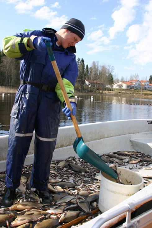 Tausta ja tavoitteet Arvioida vajaasti hyödynnettyjen kalavarojen runsautta sisävesillä särki, ahven, lahna, kuore Kertyneen tiedon ja toimijoiden kokemusperäisen tiedon saaminen laajempaan käyttöön