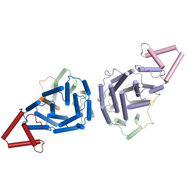 Cartoon representation of the four dimers of SPbeta AimR in their apo state.