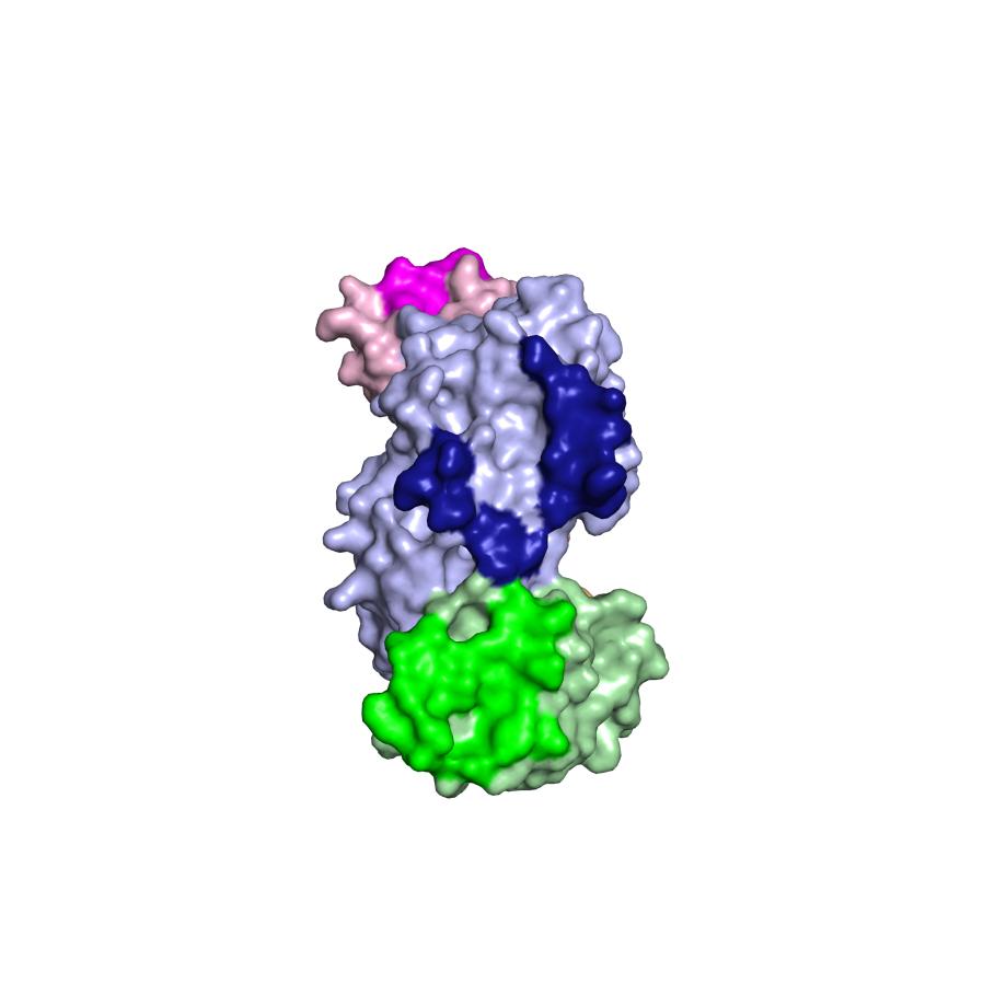 TPR4 Chains Chains Chains A Apo Dimer 1 E A Apo Dimer 3 Peptide-bound B C F Apo Dimer 2 G B Apo Dimer 4 A DNA-bound D H B Figure S4. SPbeta AimR interface of dimerization.