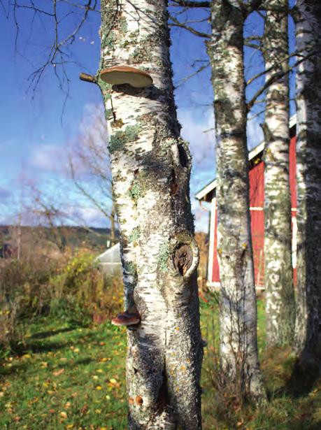 Omalla pihalla Puu kaatuu! Teksti Teija Aaltonen Kuvat Teija Aaltonen ja Antti Erola syksyn tullen on hyvä tarkistaa pihapuiden kunto ja tehdä ennakoivia hoitotoimia.