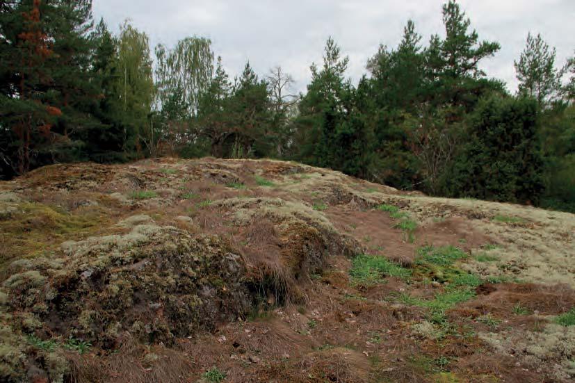 Suomen Luontotieto Oy NAANTALIN KAUPUNGIN VIESTITIEN SUUNNITTELUALUEEN LUONTOARVOJEN PERUSSELVITYS 2018 kookkaista tervalepistä (Alnus glutinosa) ja lehdon reunaman muutamista raidoista (Salix