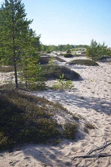 metsäisillä tyypeillä metsien uudistamis- ja hoitotoimet Ehdotettuja toimenpiteitä: