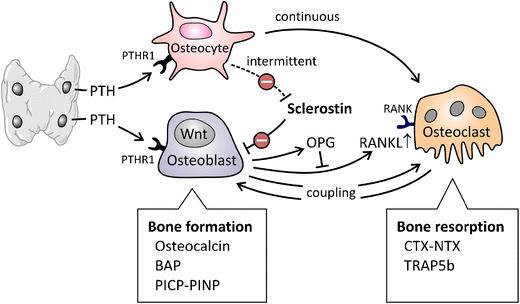 procollagen type 1 N- terminal propeptide collagen type 1 crosslinked C- telopeptide Evenepoel 2017 Tartrate-resistant acid phosphatase 5b (TRAP5b) osteoklasteista erittyvä entsyymi korkeat