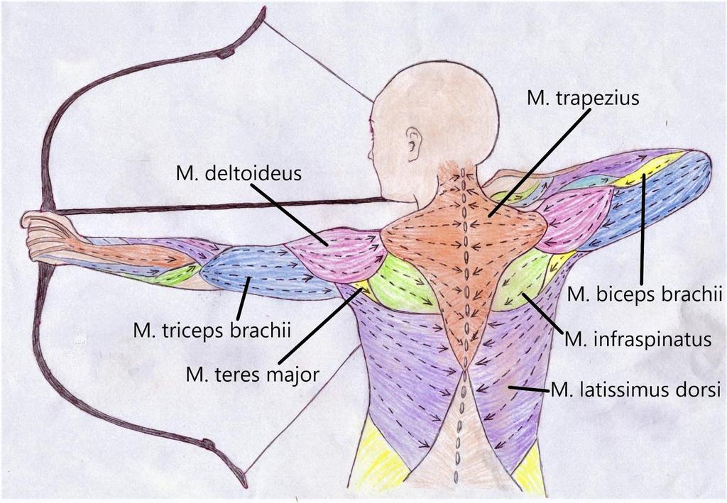 17 brachii ja m. deltoideus, vaikka kaikilla selän lihaksilla on jonkin tehtävä jousiammuntasuorituksessa (Krueger 2013: 32; Lee 2013: 47).