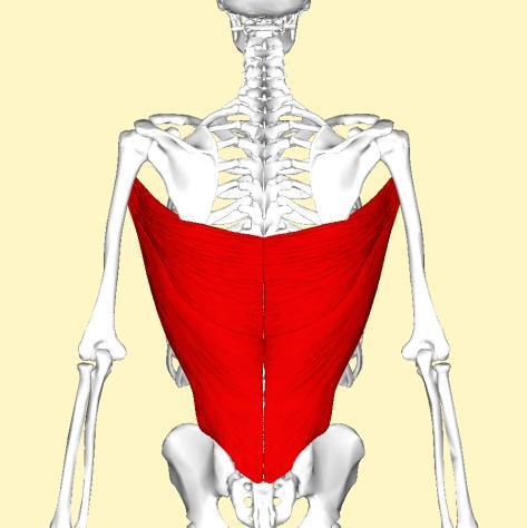 22 Kuva: Wikimedia Commons Kuva: Wikimedia Commons M. Latissimus dorsi eli leveä selkälihas Leveä selkälihas sijaitsee selän pinnallisimmassa lihaskerroksessa.