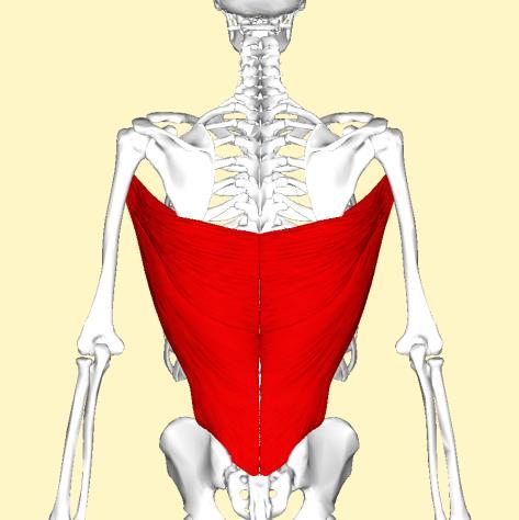 22 Kuva: Wikimedia Commons Kuva: Wikimedia Commons M. Latissimus dorsi eli leveä selkälihas Leveä selkälihas sijaitsee selän pinnallisimmassa lihaskerroksessa.