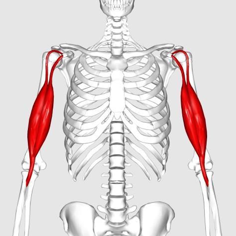 24 Kuva: Wikimedia Commons M. biceps brachii eli hauislihas Sijaitsee olkavarren pinnallisessa kerroksessa, mutta yläosan pitkä ja lyhyt jänne jäävät hartialihaksen alle.