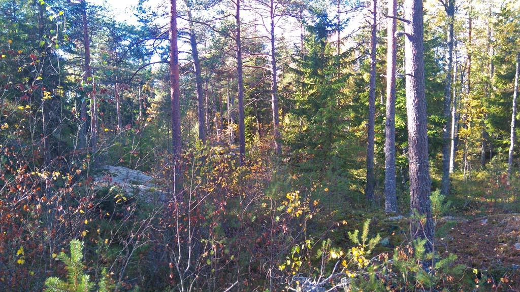 Maastokatselmuksen lisäksi kohteen maastoa arvioitiin ilmakuvien ja pitkäaikaisen aluetuntemuksen perusteella.