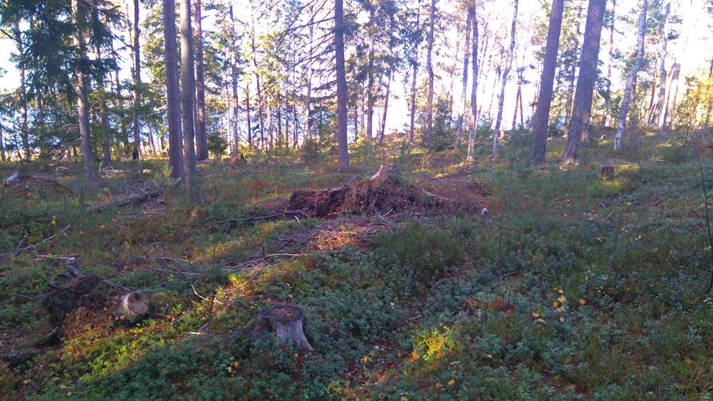 Kuva: Uusiokäyttöä jo rakentuneilla vierekkäisillä kiinteistöillä Pekka Alho Seuraava kiinteistö (242-5-11) on rakentumattomista rantakiinteistöistä laajin rantaviivaltaan.