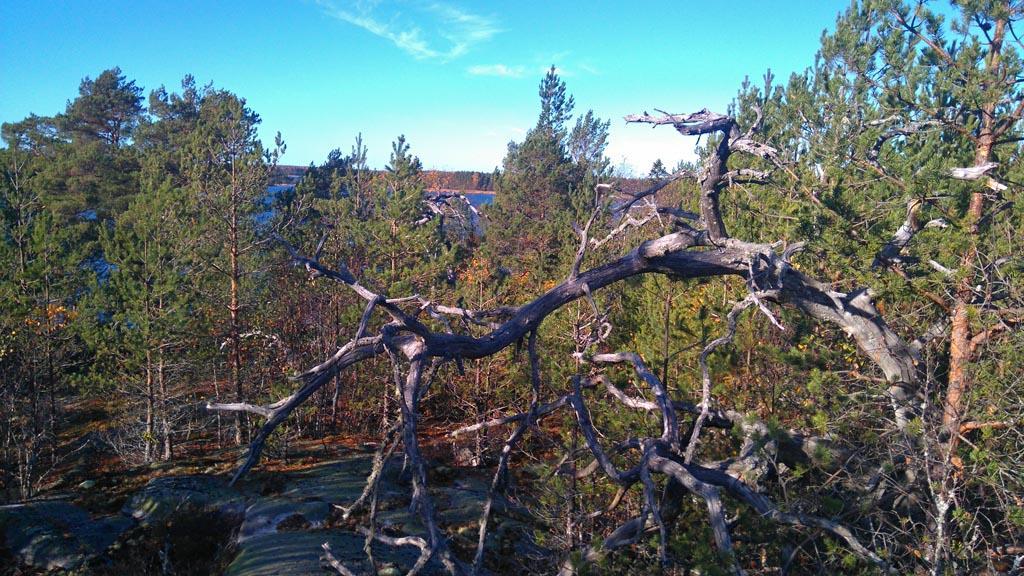 Välittömästi kiinteistön 424-5-10 takana olevan kiinteistön 410-3-39 alueelta löytyi kolme metsokoppeloa.