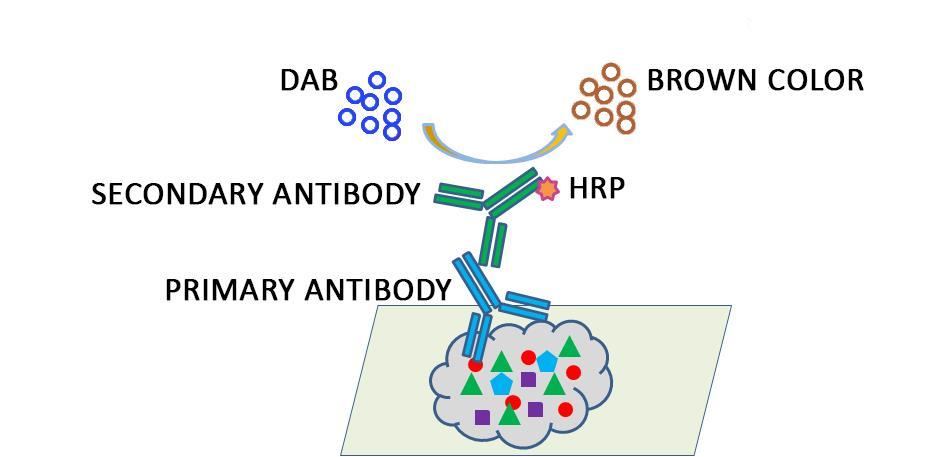 Figure 1. The amplification of the signal of an antigen-bound antibody by the enzymatic horseradish peroxidase (HRP) method.