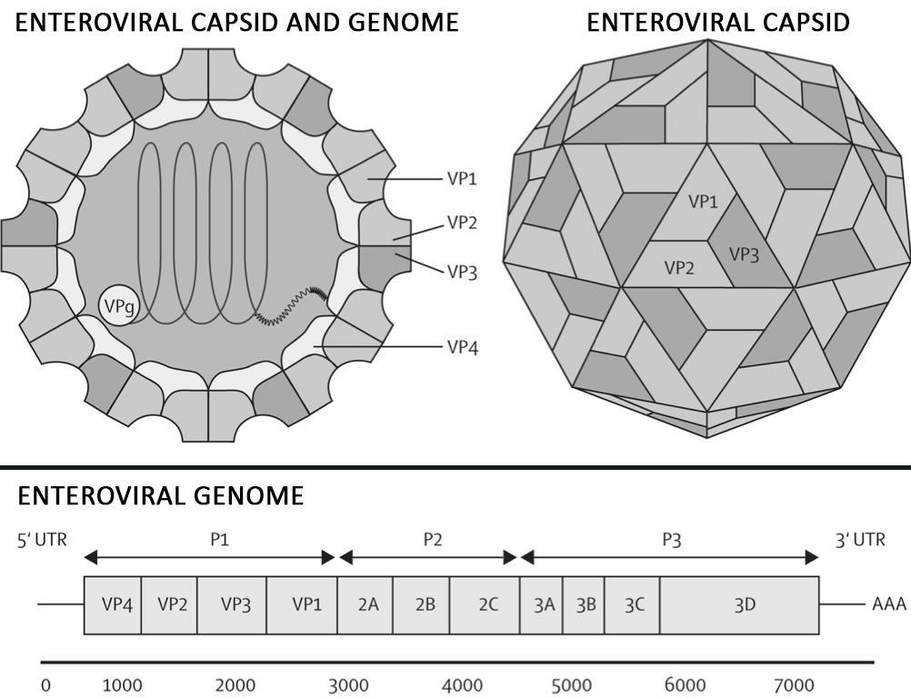 Enteroviruses enter the body via the gastrointestinal tract. The viruses replicate in the epithelial cells of the mucosa and the lymphatic tissue of the gastrointestinal tract and oropharynx (M.