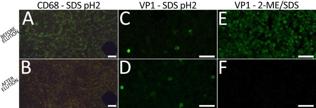 Figure 9. Elution of bound antibodies with SDS ph2 and 2-ME/SDS solutions. SDS ph2 solution was an effective elution solution for some antibodies such as CD68.