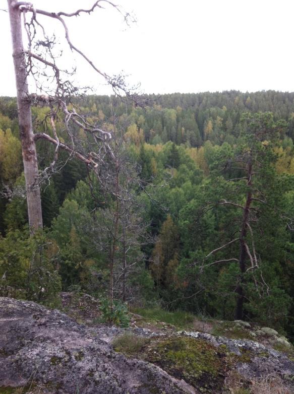 liikkumisen mahdolliseksi Maisema ei avaudu kokonaan, vaan siinä on esimerkiksi joen- tai polunmutka, joka jättää varaa mielikuvitukselle ja