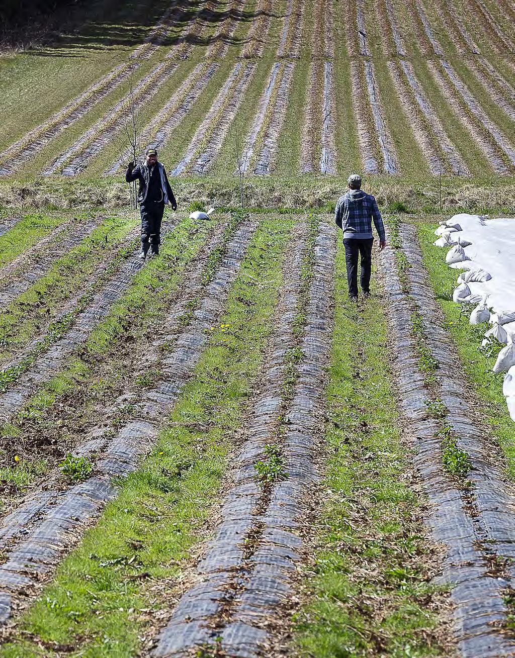Tavallisena kesänä Suomeen saapuu vuosittain noin 16 000