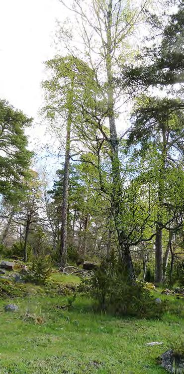 KUUMA PERUNA Metsänhoidossa ja puunkorjuussa on otettava huomioon kaikki monimuotoisuuden tasot. tarjoaa ratkaisuja.