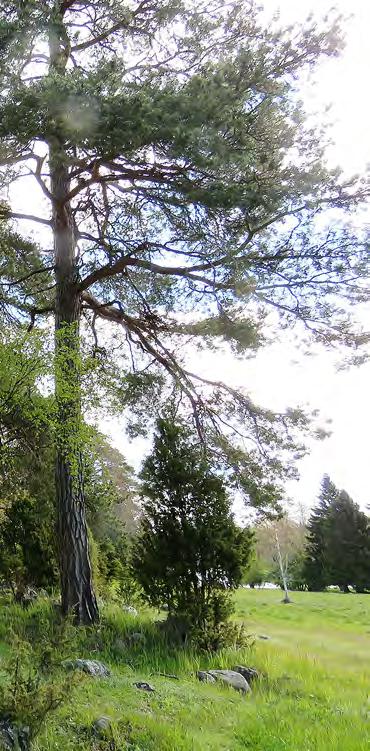 Vapaaehtoista suojelua Luonnolle ja metsänomistajalle arvokkaan kohteen voi myös turvata vapaaehtoisella suojelusopimuksella. Sopimuksia on sekä määräaikaisia että pysyviä.