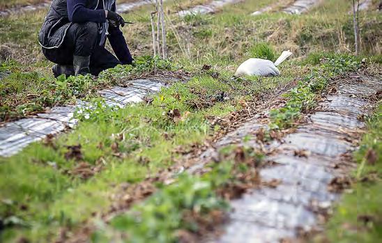 SISÄLTÖ 24 RUISTA RANTEESSA Asfaltti polttaa MTK:n moottoripyöräkerhossa on nelisenkymmentä jäsentä. Kerholaiset ovat kiertäneet Suomea yhdessä vuodesta 2015 saakka. 24 8 8 HYVÄ ME Kuuluuks tää?
