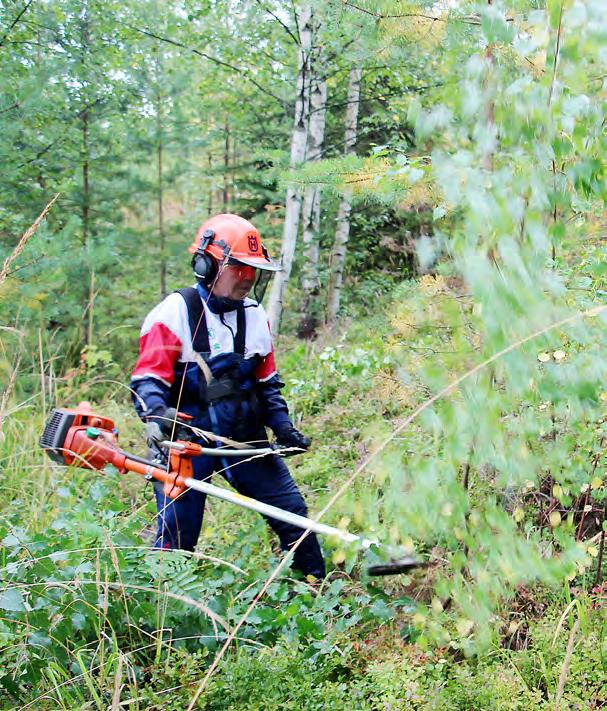 Taimikon varhaishoidon ja nuoren metsän hoidon Kemera-työt on tavallisesti tehtävä 12 kuukauden määräajassa. Kemera-töihin lisäaikaa Metsäkeskus myöntää lisäaikaa koronavirukseen liittyvistä syistä.