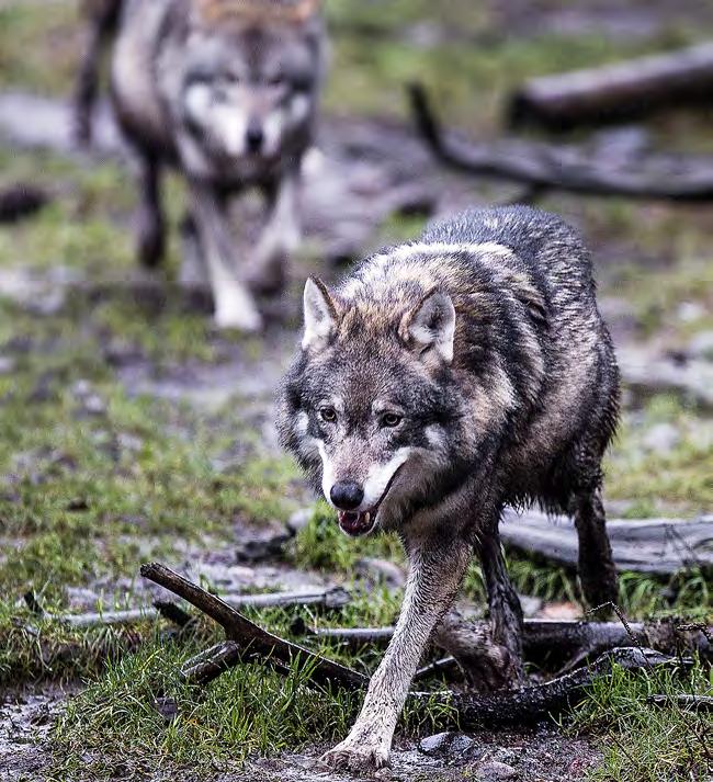 LAARI jäsenasiaa // toimintaa // uutisia // ajankohtaisia tapahtumia Apua susivahinkojen ehkäisyyn SusiLIFE-hankkeen tavoitteena on löytää konkreettisia työkaluja susivahinkojen ennaltaehkäisyyn.